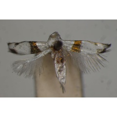 /filer/webapps/moths/media/images/A/aeneofasciata_Micropostega_ST_BMNH.jpg