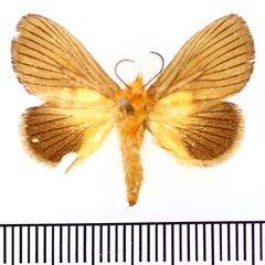 /filer/webapps/moths/media/images/S/sjostedti_Prolatoia_AF_BMNH.jpg