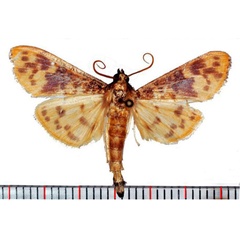 /filer/webapps/moths/media/images/H/hirtusalis_Ghesquierellana_AM_SMNH.jpg