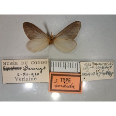 /filer/webapps/moths/media/images/S/sordida_Staphylinochrous_HT_RMCA_02.jpg