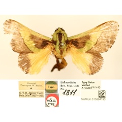 /filer/webapps/moths/media/images/T/tripartita_Parasa_HT_BMNH_eBCaxyV.JPG