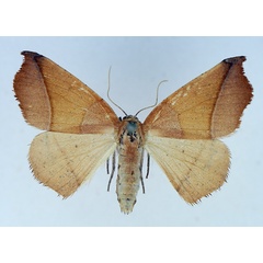 /filer/webapps/moths/media/images/N/niveifrons_Xanthisthisa_AF_TMSA.jpg