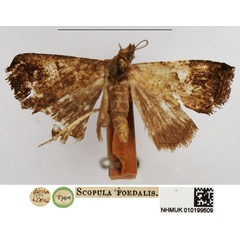 /filer/webapps/moths/media/images/F/foedalis_Scopula_HT_NHMUK.jpg