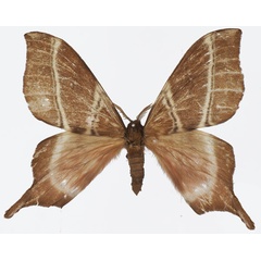 /filer/webapps/moths/media/images/K/koupensis_Urota_AM_Basquin.jpg