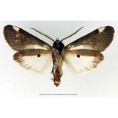 /filer/webapps/moths/media/images/H/heterochroa_Callicereon_AM_Legrainb.jpg
