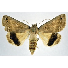 /filer/webapps/moths/media/images/D/devia_Clytie_A_NHMO.jpg