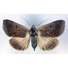 /filer/webapps/moths/media/images/S/selenaris_Ophiusa_AF_RMCA.jpg