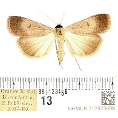 /filer/webapps/moths/media/images/P/plumbea_Tathorhynchus_AF_BMNH_02.jpg