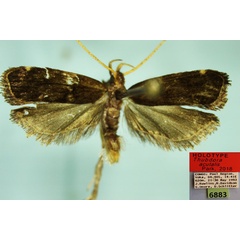 /filer/webapps/moths/media/images/A/acutalis_Thubdora_HT_CMP.jpg