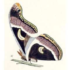 /filer/webapps/moths/media/images/V/victoria_Philosamia_HT_Maassen_1885_67.jpg