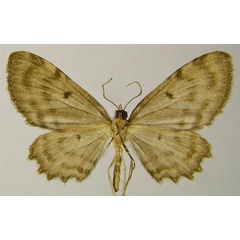 /filer/webapps/moths/media/images/F/foraminata_Collix_AM_ZSMb.jpg