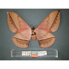 /filer/webapps/moths/media/images/J/jeanneli_Lobobunaea_AT_RMCA_02.jpg