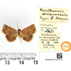 /filer/webapps/moths/media/images/A/atripunctata_Parathermes_HT_BMNH.jpg