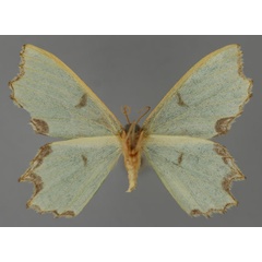 /filer/webapps/moths/media/images/A/acutissima_Bathycolpodes_HT_ZSM_02.jpg