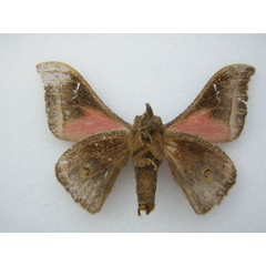 /filer/webapps/moths/media/images/T/tanganyikae_Ludia_STM_NHMUKb.jpg
