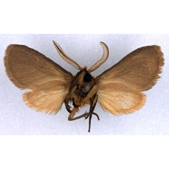 /filer/webapps/moths/media/images/P/pumila_Metarctia_LT_BMNH_02.jpg