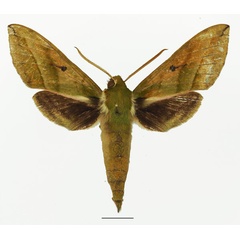 /filer/webapps/moths/media/images/J/jordani_Chaerocina_AM_Basquina.jpg