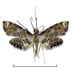 /filer/webapps/moths/media/images/T/tanzanica_Eoophyla_HT_BMNH.jpg