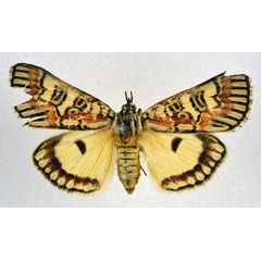/filer/webapps/moths/media/images/P/pulchra_Paida_AF_NHMO.jpg