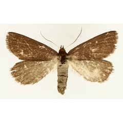 /filer/webapps/moths/media/images/D/distriga_Acanthodelta_AF_TMSA_02.jpg