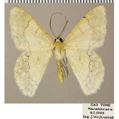 /filer/webapps/moths/media/images/D/decristata_Pingasa_AM_ZSMa.jpg