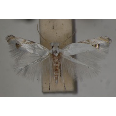 /filer/webapps/moths/media/images/L/loxaula_Leucoptera_A_BMNH_01.jpg