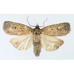 /filer/webapps/moths/media/images/V/vinacea_Isadelphina_AM_TMSA_01.jpg