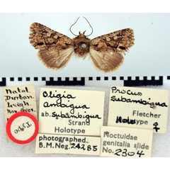 /filer/webapps/moths/media/images/S/subambigua_Procus_HT_BMNH.jpg