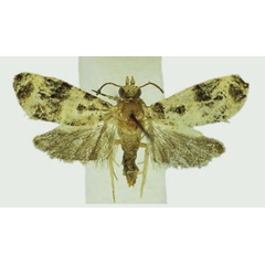 /filer/webapps/moths/media/images/N/nsukka_Apolobesia_AF_Karisch.jpg
