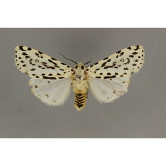 /filer/webapps/moths/media/images/G/geminipuncta_Alpenus_AF_BMNH.jpg