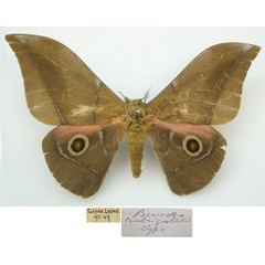 /filer/webapps/moths/media/images/R/rubricostalis_Gonimbrasia_HT_NHMUKa.jpg
