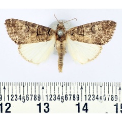 /filer/webapps/moths/media/images/A/abrostoloides_Proconis_AM_BMNH_02.jpg