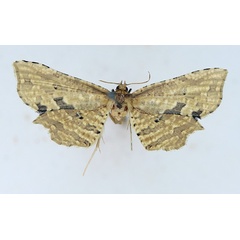 /filer/webapps/moths/media/images/N/nigropunctula_Cornuterus_AF_TMSA.jpg