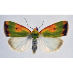 /filer/webapps/moths/media/images/C/cupreoviridis_Earias_AM_NHMO.jpg