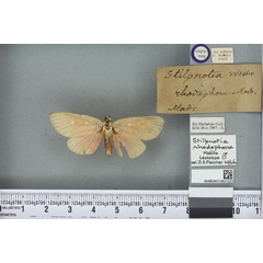/filer/webapps/moths/media/images/R/rhodophora_Melapera_LT_BMNHa.jpg
