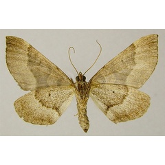/filer/webapps/moths/media/images/S/subrectiaria_Parortholitha_AF_ZSMb.jpg