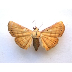 /filer/webapps/moths/media/images/A/argentifera_Homodina_A_Revell.jpg