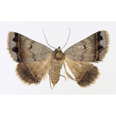 /filer/webapps/moths/media/images/A/annexa_Plecoptera_AF_TMSA_02.jpg