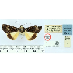 /filer/webapps/moths/media/images/G/glaucescens_Ulotrichopus_HT_BMNH.jpg