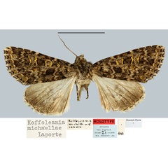 /filer/webapps/moths/media/images/M/michaellae_Koffoleania_HT_MNHN.jpg
