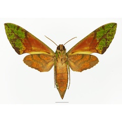 /filer/webapps/moths/media/images/M/megaera_Euchloron_AF_Basquinb.jpg