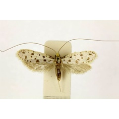 /filer/webapps/moths/media/images/G/glandularis_Ceromitia_A_RMCA.jpg