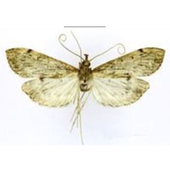 /filer/webapps/moths/media/images/R/ruwenzoriensis_Afreuclasta_HT_ABSRC.jpg