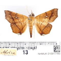 /filer/webapps/moths/media/images/C/caffra_Gracilodes_AM_BMNH.jpg