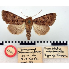 /filer/webapps/moths/media/images/R/rubrimixta_Eumichtis_HT_BMNH.jpg