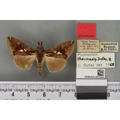 /filer/webapps/moths/media/images/T/thaumasia_Plusiopalpa_PTF_BMNH_06a.jpg
