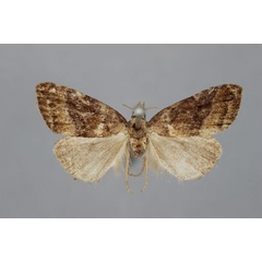 /filer/webapps/moths/media/images/M/mesoscota_Meganola_LT_BMNH.jpg