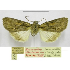 /filer/webapps/moths/media/images/A/albisignata_Neocucullia_HT_TMSA.jpg