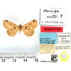 /filer/webapps/moths/media/images/V/viettei_Marcipa_PTF_BMNH.jpg