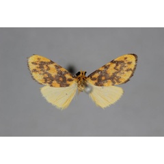 /filer/webapps/moths/media/images/A/atricraspeda_Afrasura_HT_BMNH.jpg